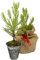 Seedeo® Berg - Mammutbaum (Sequoiadendron giganteum) Pflanze 2 Jahre Geschenkedition Topf mit Sternen