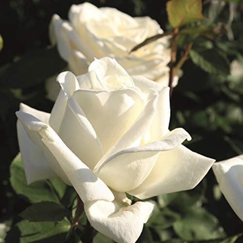 Edelrose 'Polarstern'®, weiße Edelrose, wurzelnackt, winterhart, robust, mehrjährig, Qualität aus Müllers Baumschule, inkl. Pflanz- und Pflegeanleitung