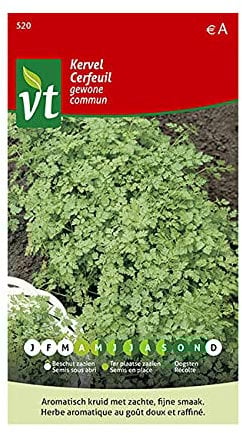 Common Chervil Seeds - Sow Several Times Throughout The Season - 8 g - Seeds: 500