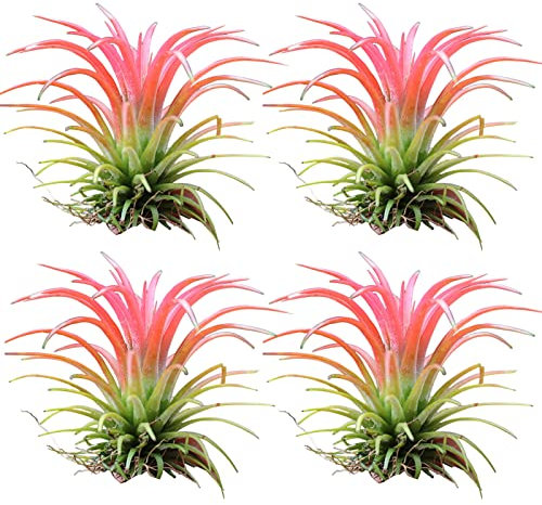 PERZOE 4 plantas ornamentales para plantas de aire, sin tierra, riego moderado, fácil de limpiar, maceta de interior para plantar agua Tillandsia, decoración del hogar B