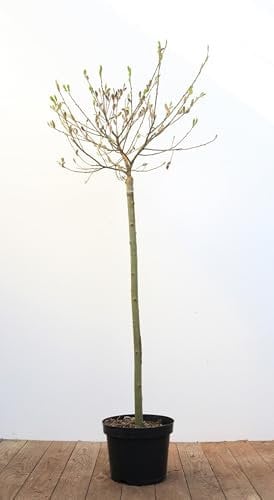 Salix gracilistyla 'Mount Aso' 80 cm Stammhöhe - Japanische Weide, rosa Kätzchen, Blütezeit Februar-April, ideal für Kübel, bienenfreundlich, winterhart