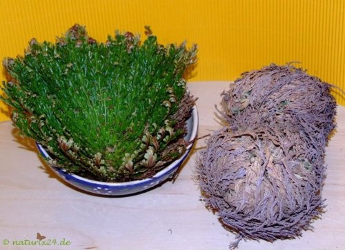 Naturix24 – Rose von Jericho – 70g-Pflanze