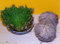 Naturix24 – Rose von Jericho – 70g-Pflanze