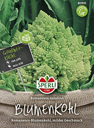 Blumenkohl, Romanesco natalino, Brassica oleracea var. botrytis
