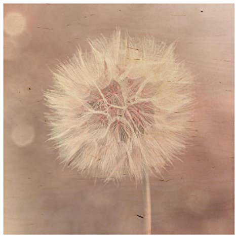 Bilderwelten Holzbild - Pusteblume Bokeh rosa 45 x 45cm