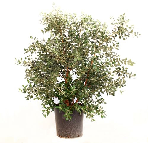 KENTIS - Metrosideros Excelsa - Echt blühende Pflanzen für den Außenbereich - Immergrüne Heckenpflanze - Gartenbalkonterrasse - H 120-150 cm Topf Ø 30 cm