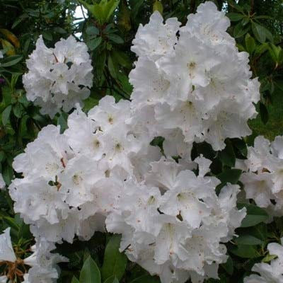 Semi di fiori di rododendro 100 pezzi per bellissimo giardino bianco