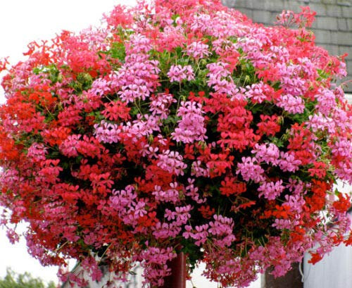 Semi freschi - Mix di geranio foglia di edera - Pelargonium Peltatum - 5 semi pregiati