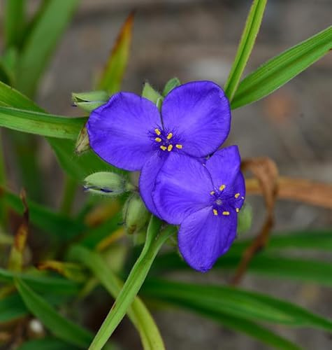 Dreimasterblumen Blue Stone - Tradescantia andersoniana - lebende Gartenpflanze aus den Baumschulen