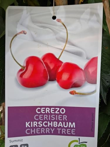 Süßkirsche 'Summit' (Prunus avium) Halbstamm 160–200 cm – Selbstfruchtbarer Kirschbaum mit ca. 100 cm Stamm – Große, süße Früchte – Winterhart & pflegeleicht – Ideal für Garten & Terrasse