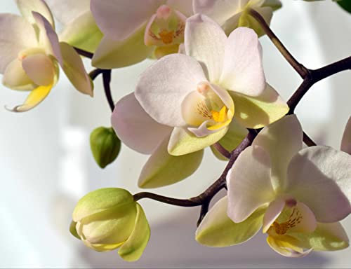 HANSEPUZZLE 20386 - Orchidee Puzzle 1000 Teile | Natur Puzzle mit hochwertiger Puzzle Aufbewahrung: Kartonbox und Wieder verschließbarem Beutel | Puzzle-Maße: 60 x 46 cm