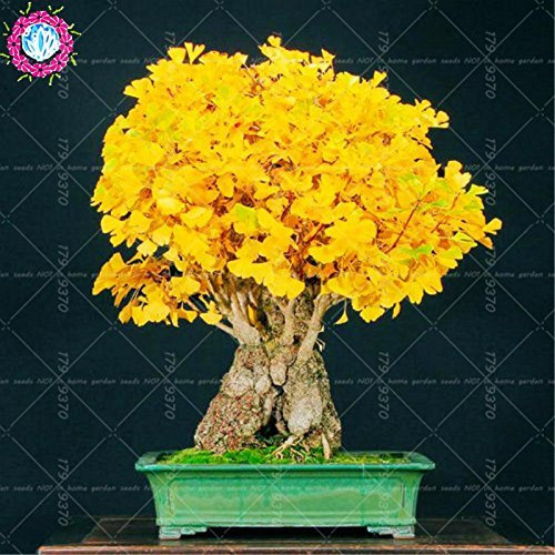 Cimelio organici 5 pc/sacchetto Ginkgo biloba gingko albero di maidenhair semi noci Bonsai cresciute da vaso seme per giardino di casa 1