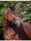 Riding World Trensenzaum Nasenriemen Französische, Schwarz, Pferd