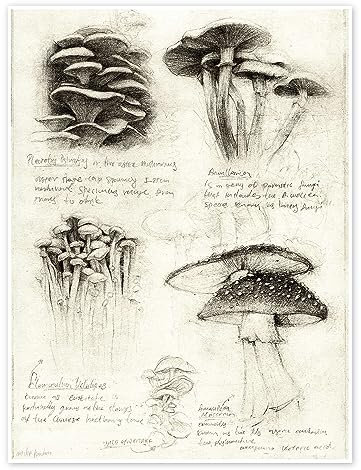 Pilze Poster von Mike Koubou 30 x 40 cm Wandbilder Wanddeko