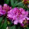 Großblumige Rhododendron Roseum Elegans 60-70cm - Alpenrose