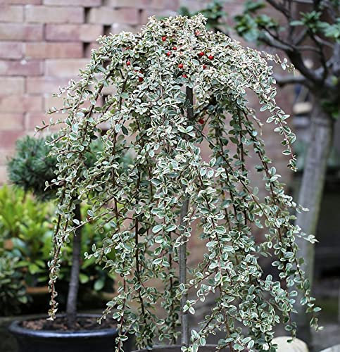 Hochstamm Mispel Juliette 40-60cm - Cotoneaster dammeri