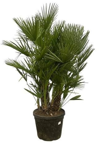 Chamaerops Humilis – Palma nano – più tronchi – 180 cm – Ø 45 cm