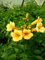 Trompetenblume Flava, Campsis Flava 80-100 cm hoch im 3 Liter Pflanzcontainer