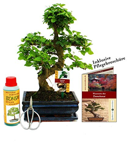 Exotenherz - Geschenkset BonsaiLigustrum - Chinesischer Liguster - ca. 8 Jahre alt - Anfänger-Set