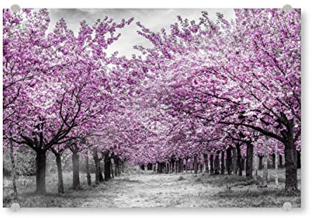 artboxONE Acrylglasbild 150x100 cm Natur Blühende Kirschbäume Bild hinter Acrylglas - Bild blüten Baum baumblüte