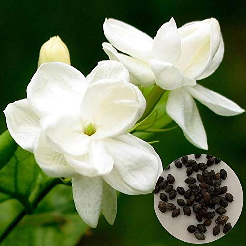 SANWOOD Jasmin Seeds fiori semi per la casa giardino piantagione, 300pcs Jasmin Seeds White Flowering Humid Subtropical Bonsai Seeds - Jasmin Seeds