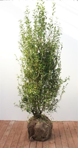 Ligustrum vulgare 'Atrovirens' 150-175 cm - Gewöhnlicher Liguster, immergrün, ideal für Hecken, schnittverträglich, winterhart