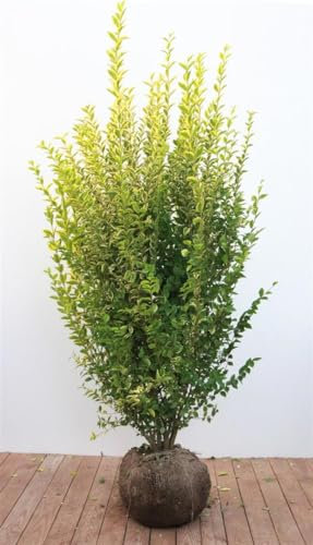 Ligustrum ovalifolium 'Aureum' 150-175 cm - Goldliguster, gelb-grüne Blätter, ideal für Hecken, winterhart, schnittverträglich, pflegeleicht