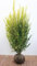 Ligustrum ovalifolium 'Aureum' 150-175 cm - Goldliguster, gelb-grüne Blätter, ideal für Hecken, winterhart, schnittverträglich, pflegeleicht