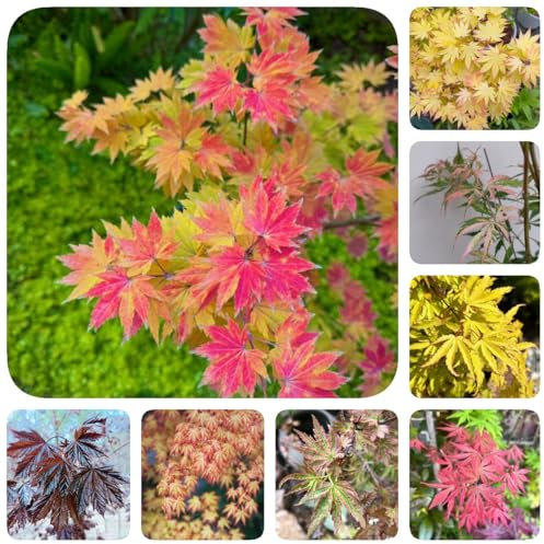80 pcs Ahorn Samen - Ahorn Baum Samen, kübelpflanzen, exotische pflanzen samen Bonsai Samen Ahorn - pflanzensamen geschenk, alte sorten baumsamen, zimmerpflanzen bio saatgut, samen