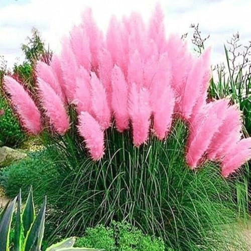 Buy4seeds 80 Seeds Pink Pampas Grass Seeds - Cortaderia selloana - Rare Beautiful Plant Easy to Growing (80 Seeds)