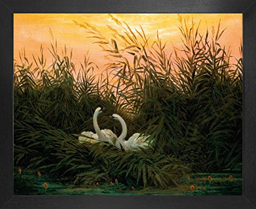 1art1 Caspar David Friedrich Poster Kunstdruck Bild und MDF-Rahmen - Schwäne Im Schilf, Um 1820 (50 x 40cm)