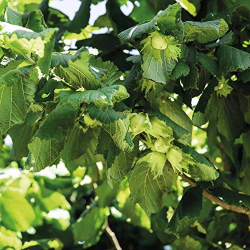 Hazel Hedging Plant Corylus avelana Native Tree Species British Grown Deciduous Bushy Tree Supplied Height 45-90cm, 2-Litre Potted Plants (6) by Suttons