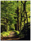 ARTland Wanddeko Glasbilder Wandbild Glas Bild einteilig 60x80 cm Hochformat Natur Wald Bäume Frühling Spaziergang Landschaft T1UC