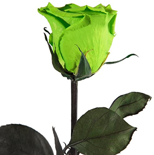 Infinity Rose Grün - echte ewige Rosen mit Stängel 45-50cm lang haltbar 3 Jahre - Blumen für Deko Vase grün Boho Style Geschenke für Frauen zum Geburtstag - Genesung Geschenke Frau (Grün)