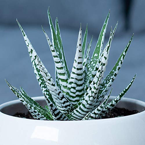 Pianta Grassa Haworthia Fasciata | Pianta Zebra da 15-25 cm | Le Migliori Piante per Interni