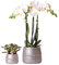 Kolibri Company - Pflanzenset Groove silber | Set mit weißer Phalaenopsis Orchidee Amabilis Ø9cm und grüner Sukkulente Crassula Ovata Ø6cm | inkl. silbernen Keramik-Ziertöpfen