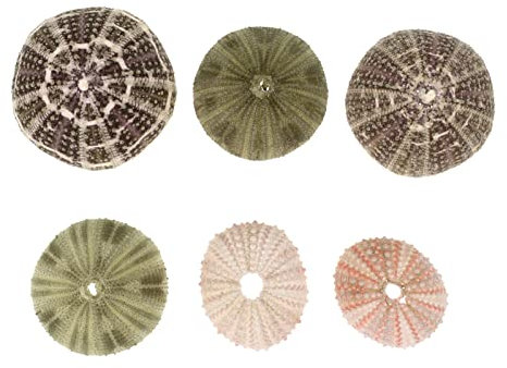 Cabilock 6st Seeigelschale Mit Ananas Töpfe Tillandsien-behälter Natürliche Muscheln Zum Basteln Luftfarn-pflanztopf Seeigel Dekoration Seeigel-pflanzgefäß Vasendekor Hülse Aquarium Pflanze