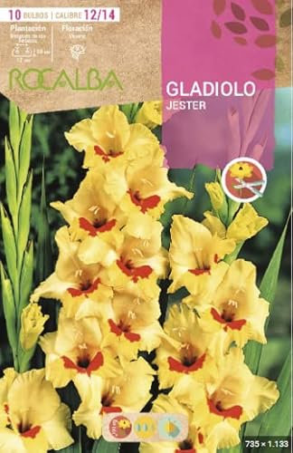 Peyca Bulbo de flor variedad Gladiolo Jester 10 unidades - Rocalba