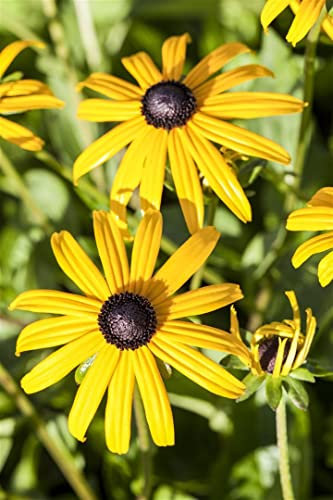 Rudbeckia fulgida 'Goldsturm' ca. 9x9 cm Topf - Sonnenhut, goldgelbe Blüten, Blütezeit Juli-Oktober, ideal für Beete, bienenfreundlich, pflegeleicht