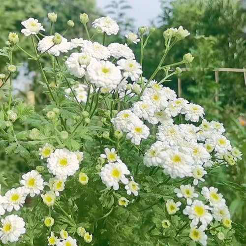 100 pz semi decorativi di fiori di camomilla - Piante in vaso da balcone per giardino Le piante da giardino sono resistenti semi di erbe semi di bonsai semi di erbe medicinali piante