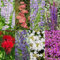 Staudenpaket - Duftend - 8 Stauden - Für 1 m2 - Verschiedene Farben - Wenig Pflege - 20-50cm - Ø11cm - Gartenpflanze