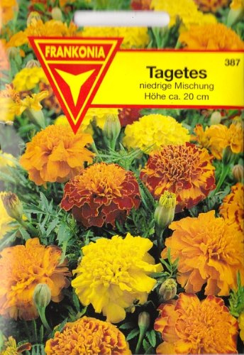 Tagetes, Studentenblumen, Tagetes patula nana, ca. 200 Samen