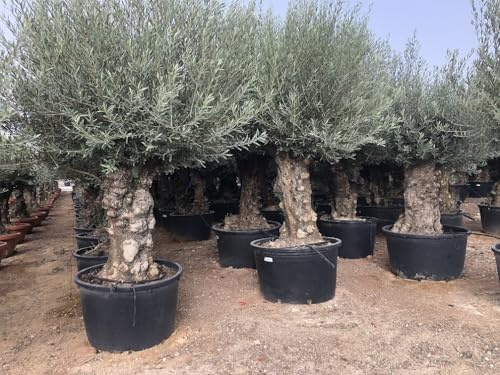 Sunnytree OLEA EUROPEA - WINTERHARTE OLIVENBAUM BONSAI 120 JAHRE ALT - 240 cm