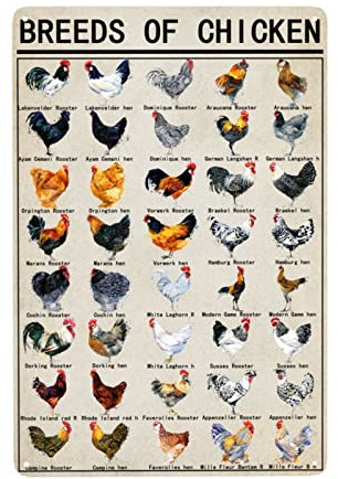 Metall-Blechschilder, Motiv: Rassen von Huhn, Weltbildung, Wissenschaft, Klassenzimmer, Retro-Wanddekoration, Wandkunst, lustige Poster, Geschenke, 20,3 x 30,5 cm
