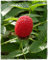 Planta de frambuesa fragola Rubus Illecebrosus - en maceta: Ø 14 cm