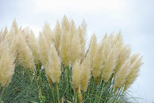 Pampas Grass | Cortaderia Cream | Supplied at 45-50cm in Height, 10cm Pot | Garden Plant