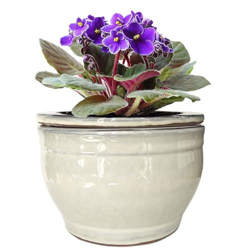 Dphagesy African Violet Pots Self Watering 6 inch Round Ceramic Violet Pot White