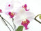 BRIGGARDEN - ORCHIDEA PHALENOPSIS A DUE RAMI PIANTA VERA - ALTEZZA CIRCA CM 60, VASO CM 12.(VASO COLTIVAZIONE, BIANCO)