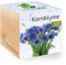 Ecocube Kornblume, Bio Samen, Nachhaltige Geschenkidee (100% Eco Friendly), Grow Your Own/Anzuchtset, Pflanzen Im Holzwürfel, Made in Austria