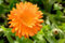 33G Fiesta Gitana Calendula Semi ~ Wholesale 5200 Seed Officinalis Gathering : Seeds Only
